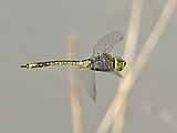 Male in flight