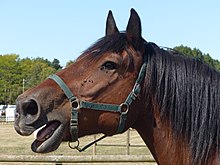 Tête d'un cheval roux et noir.