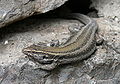 Gallotia caesaris gomerae eller Boettger's lizard