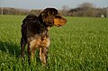 Gibbs des Chaumes de Thiérache, spaniel Picardie muda berusia 6 bulan