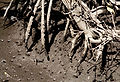 Fiddler crab burrows among mangrove roots