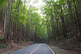 Road through the Rajah Sikatuna Protected Landscape (Man-made forest) in Bilar