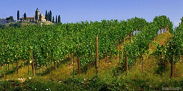 A vineyard in Franciacorta