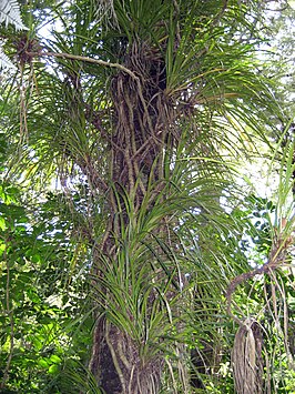 Freycinetia banksii