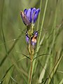 Inflorescence.