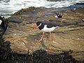 Haematopus ostralegus, con Arenaria interpres detrás.