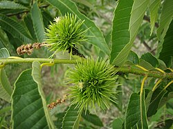 Castanea crenata