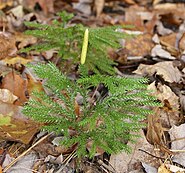 Lycopodium dendroideum, a modern member of the Lycopodiales