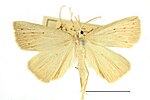 Macrochilo cribrumalis – Specimen