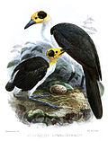 Picathartes gymnocephalus