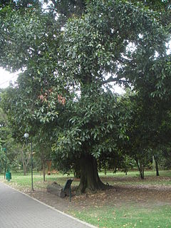 Description de l'image Quercus humboldtii 3.JPG.