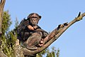 Common chimpanzee Picture of the day for October 21, 2011