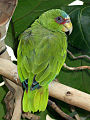 Amazona albifrons