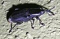 A weevil