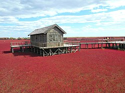 紅海灘