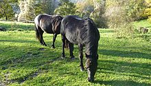 Deux poneys noirs broutent de l'herbe dans une grande pâture bordée d'arbres.