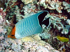 Chaetodon larvatus