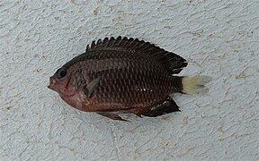 Chromis pembae