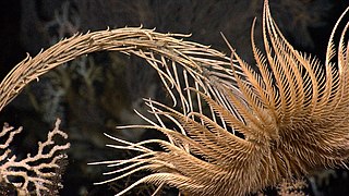 Stem, theca and arms of a "true" (stalked) crinoid (family Isselicrinidae)