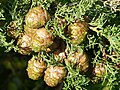 Cupressus sempervirens