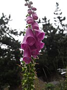 Digitale pourpre Digitalis purpurea, sur les berges du lac de l'Oule à 1 815 m.