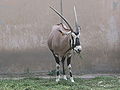 Gemsbok in Beijing Zoo