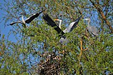 Blauwe reigers in een wilgenvloedbos