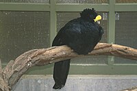 Great Curassow