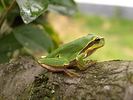 Zöld levelibéka (Hyla arborea)