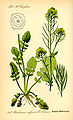 Barborka obecná (Barbarea vulgaris)