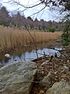 Brook and wetlands