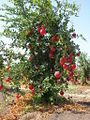 Provincial tree of Punjab (Pakistan)