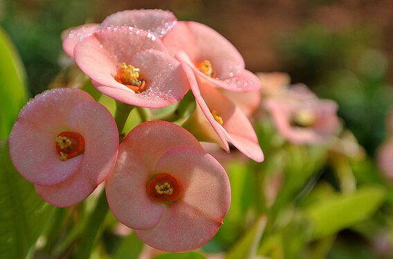 Pretty pastel flowers