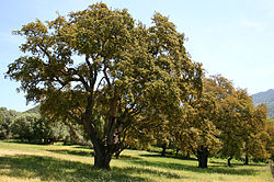 Korķa ozols (Quercus suber)