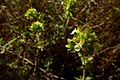 La Zamarrilla de Cartagena (Teucrium carthaginense) en la Sierra minera.