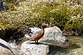 Female Chilean torrent duck near Fitz Roy, Argentina