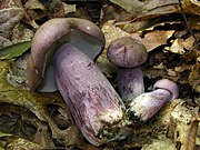 Tylopilus plumbeoviolaceus