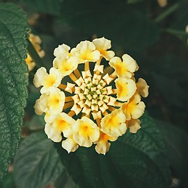 Yellow flowers