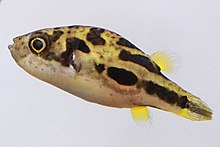 A side profile of an adult dwarf pufferfish against a white background, facing left and slightly upward.