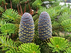 Korėjinis kėnis (Abies koreana)