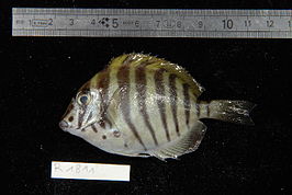 Acanthurus polyzona