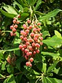 Feuille et fruits mûrs.