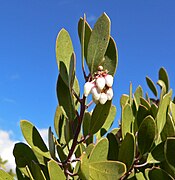 Bladeren en bloemen van A. pungens