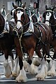 Clydesdale-Gespann zu Werbezwecken für die Biermarke Budweiser