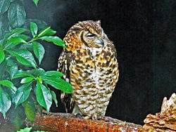 Höfðaúfur (Bubo capensis)