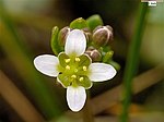 Bisymmeriska blommor hos dansk skörbjuggsört (Cochlearia danica).