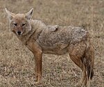 Afrikans guldvarg i Ngorongoro.