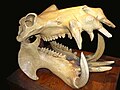 3 Striking pic of an Hippopotamus skull