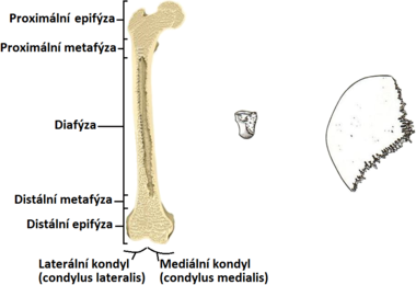 Epifýza, diafýza, metafýza