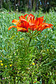 Lilium bulbiferum var. croceum auf Sandacker